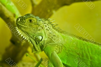 Little Iguana