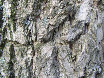 bark texture