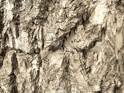 bark texture in sepia tone
