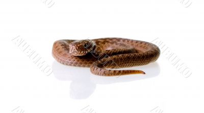 Snake Vipera Berus