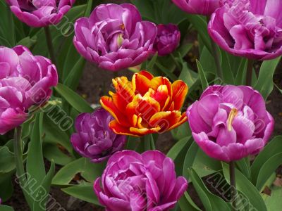 Orange among purple Orange among purple