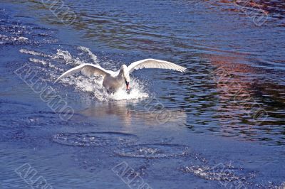 Coming in to Land