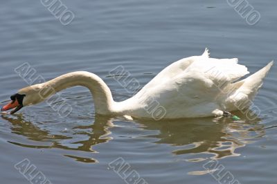 Swan on the River Feeding