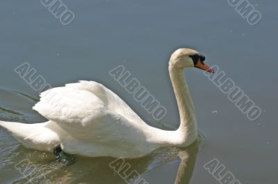 Swan Swimming