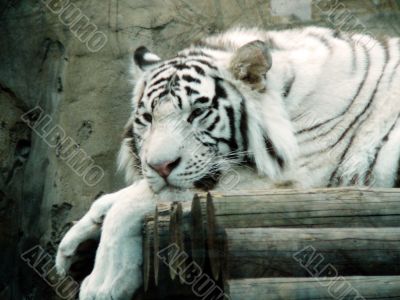 albino tiger full face