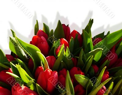 red tulips frame