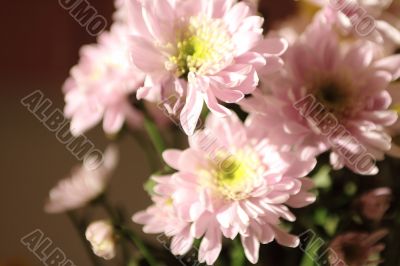 chrysanthemum