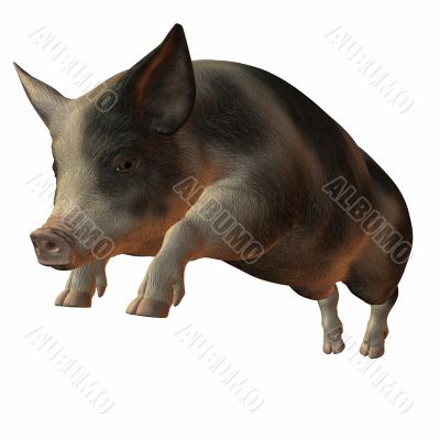 Pig 3D
