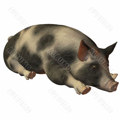 Pig 3D