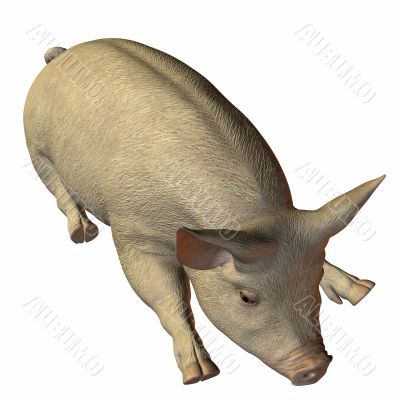 Pig 3D