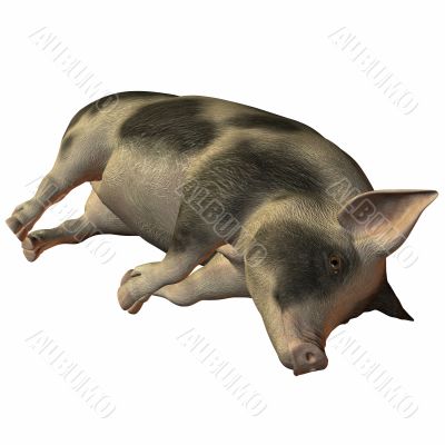 Pig 3D