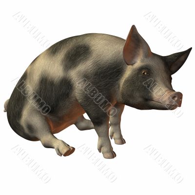 Pig 3D
