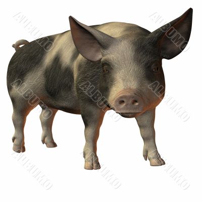 Pig 3D