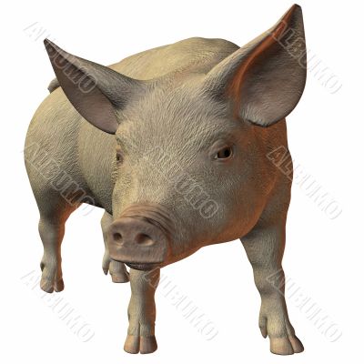 Pig 3D