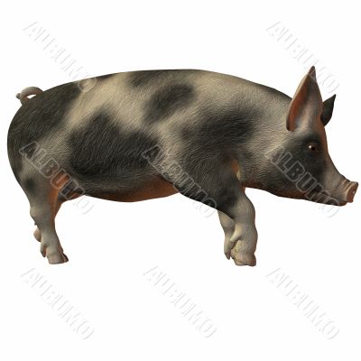 Pig 3D