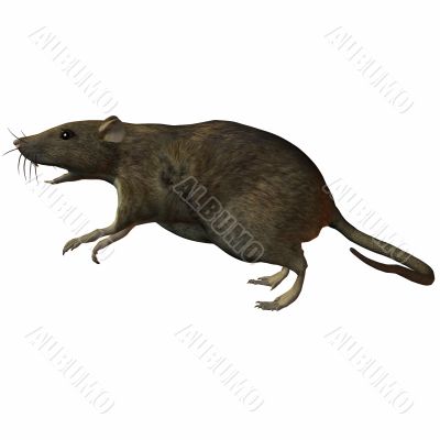 Rat 3D