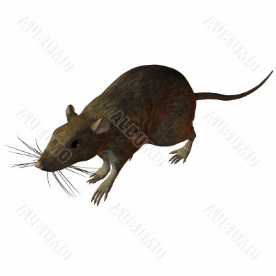 Rat 3D