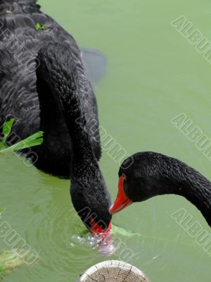 Two black swans