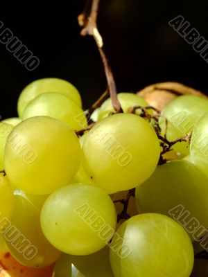 White grapes