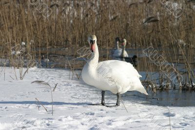 White swan White swan