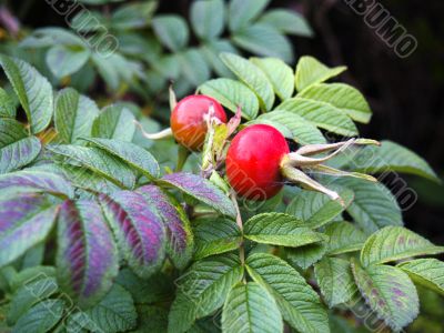 dog rose dog rose