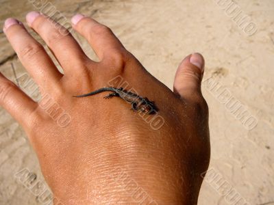 newborn lizard newborn lizard