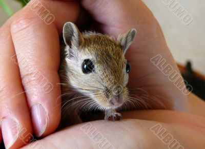 tame gerbil tame gerbil