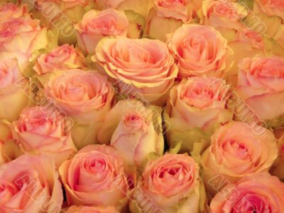 rosy rosy
