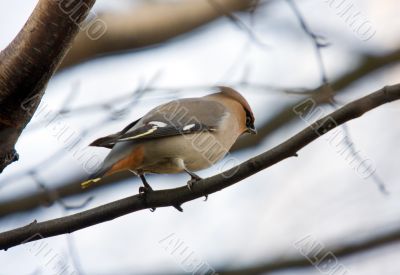 waxwing