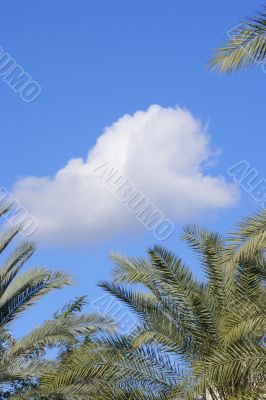 sky &amp; trees