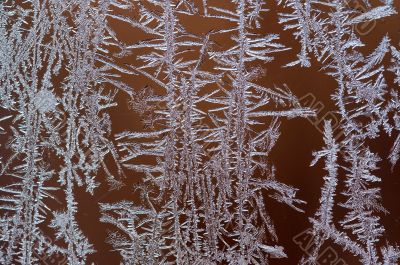 frost flower frost flower