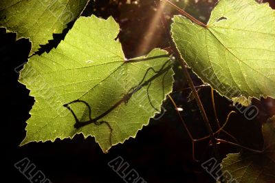 grapevine in the back lighting