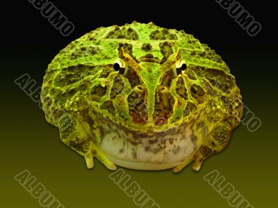 green toad