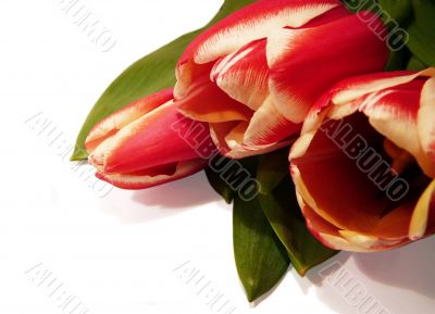 tulip postcard1