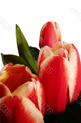 tulip postcard3