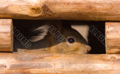 Hidden squirrel