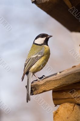 great tit