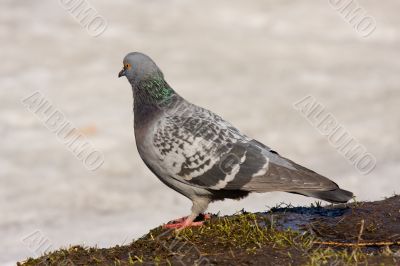 pigeon