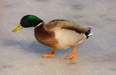 duck