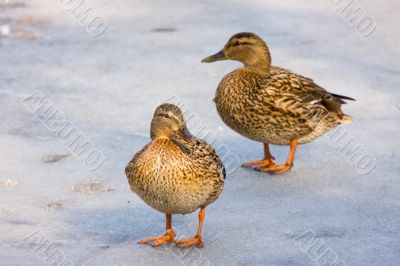 Two ducks
