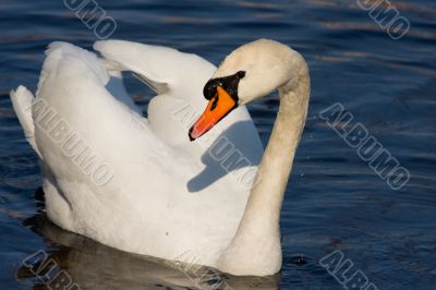 swan