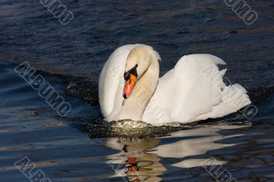 swiming swan