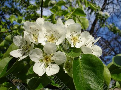 Blooms Pear