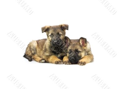 two Germany sheep-dog puppies isolated on white background