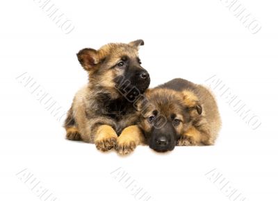 two laying Germany sheep-dog puppies isolated on white backgroun