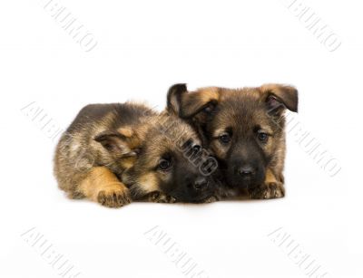 two laying Germany sheep-dog puppies isolated on white backgroun