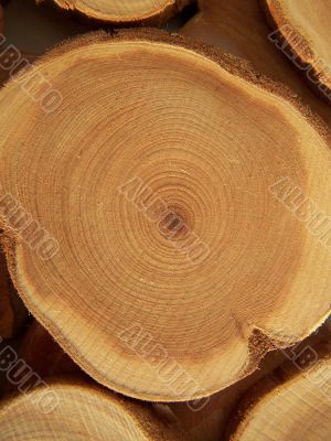 Annual circles of juniper wood