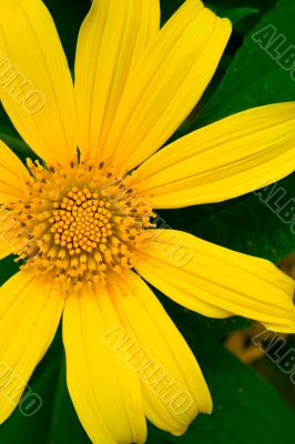 Beautiful Yellow Flower in close up view