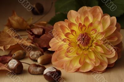 Dahlia and chestnuts