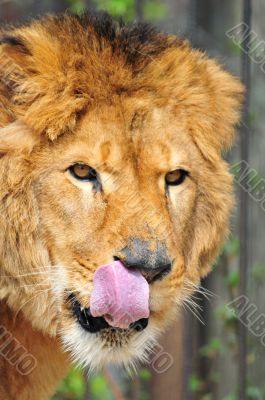 Old Lion Head Portrait with tongue